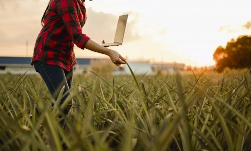 agriculture, gardener, farm, harvest, field, technology concept. The farmer team conducts research about cassava trees by planting pallets for good agricultural quality inspection.